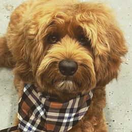 Rowdy - Australian Labradoodle