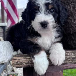 Cedar - Tri-color male Bernedoodle puppy in Rising Sun, Indiana from Ruby Lane Doodles