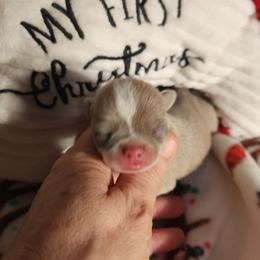 Holly - Chocolate blue female Chihuahua puppy in Gerald, Missouri from OutLaw Chihuahua's