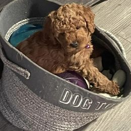 Goldendoodles from Bailey’s Doodles of Franklin, Indiana