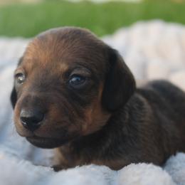 2500 AKC Shaded Red Boy - Red male Dachshund puppy in Arcadia, Florida from JB Dachshunds