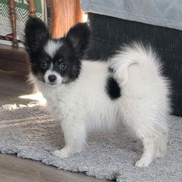 Cotton - White and black male Papillon puppy in Dorset, Ohio from Classy Country Papillons