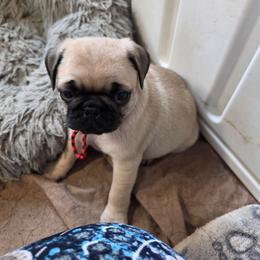 Gold - Fawn male Pug puppy in Rutherfordton, North Carolina from Sweetie Pie Pugs