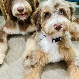 Bernedoodle Puppies from Cam’s Doodlez