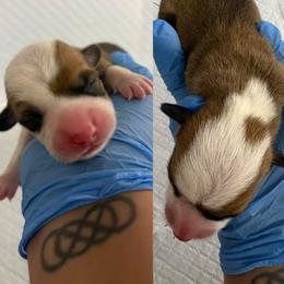 Dallas (AKC) - Red male Pembroke Welsh Corgi puppy in Loma Linda, California from Osorio’s Corgis