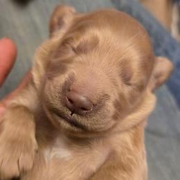 Red - Apricot female Goldendoodle puppy in Neillsville, Wisconsin from Granton Creek