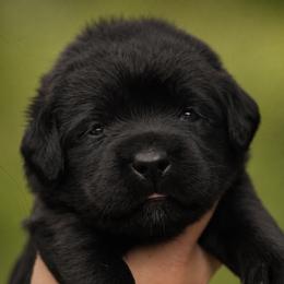 Yellow Collar - Black female Labrador Retriever puppy in Madison, Wisconsin from Meritrust Labradors
