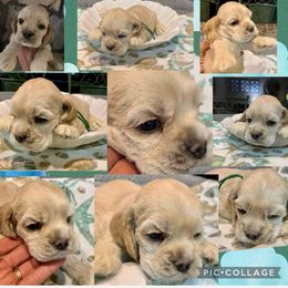 Cocker Spaniel Puppies from Richards' Cocker Kennel