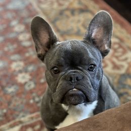 Max - French Bulldog