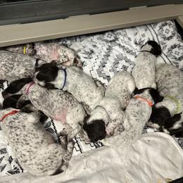 German Shorthaired Pointer Puppies from Bequest German Shorthaired Pointers