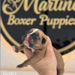 Girl3 - Fawn female Boxer puppy in Orlando, Florida from Martinez AKC Boxers of Central Florida