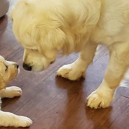 Golden Retriever Puppies from The Golden Court