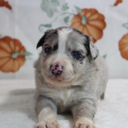 Clove - Blue merle male Miniature Australian Shepherd puppy in Bauxite, Arkansas from J & B Mini Aussies