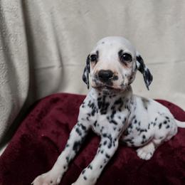 Valentino - White and black male Dalmatian puppy in Adkins, Texas from Rock'N'Spark Dalmatians