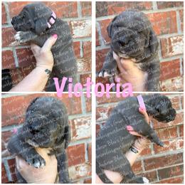 Victoria - Blue female Great Dane puppy in Granbury, Texas from Anderson Blau’s Great Danes