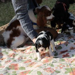 Cavalier King Charles Spaniel Puppies from Critter's Cottage Cavaliers
