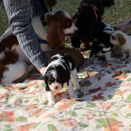 Cavalier King Charles Spaniel Puppies from Critter's Cottage Cavaliers