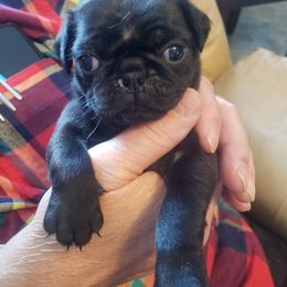 Pug Puppies from Spillman's Pugs