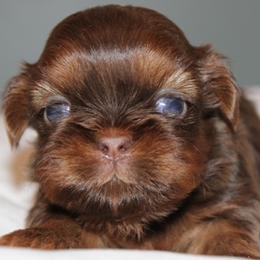 Pupkin Spice - Chocolate and tan male Shih Tzu puppy in Hendersonville, Tennessee from Peekaboo Farms
