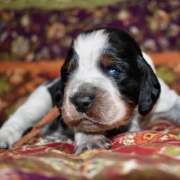 Carl Dean - Black white and tan male English Springer Spaniel puppy in Chapmansboro, Tennessee from Balthrop Bend Farms