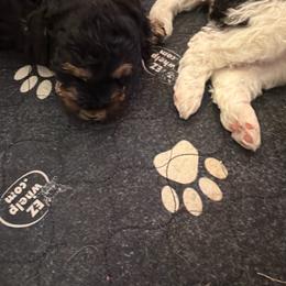 Black tri boy 2 - Black tri-color male Assorted Doodle Crosses puppy in Bedford, Pennsylvania from Dans Doodlez