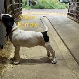 Yellow - Blue ticked female Bluetick Coonhound puppy in Bennett, Colorado from 5280 Blue Ticks