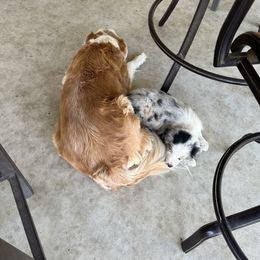 Australian Shepherd Puppies from Rolling Bend Aussies