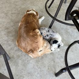 Australian Shepherd Puppies from Rolling Bend Aussies
