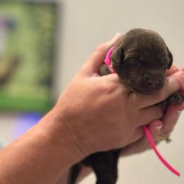 3rd Pick Chocolate Female - Chocolate female Labrador Retriever puppy in Winchester, Kentucky from Bourbon Country Retrievers