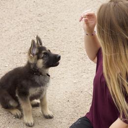 German Shepherd Puppies from Journey's German Shepherds (Kennel Vom Himmel)