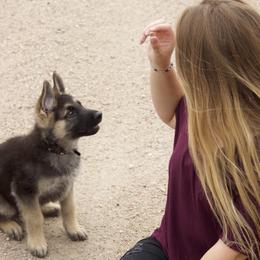 German Shepherd Puppies from Journey's German Shepherds (Kennel Vom Himmel)
