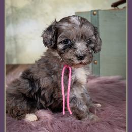 Partridge - Blue merle female Bernedoodle puppy in Connersville, Indiana from Deaz Doodle Ranch