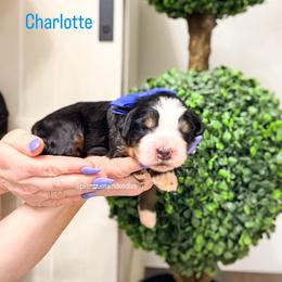 Charlotte - Tri-color female Bernedoodle puppy in West Haven, Utah from Split Mountain Doodles