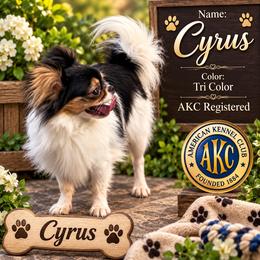 Cy - Chihuahua