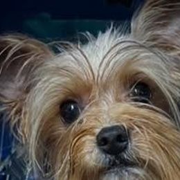 Juke - Yorkshire Terrier