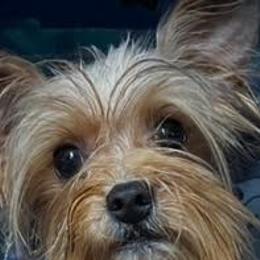 Juke - Yorkshire Terrier