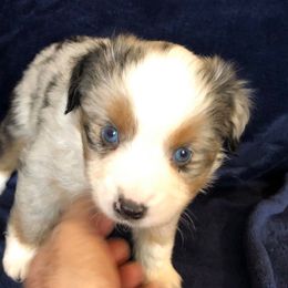 Miniature Australian Shepherd and Toy Australian Shepherd Puppies from Gamel’s Ausome Aussies