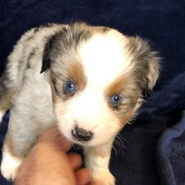 Miniature Australian Shepherd and Toy Australian Shepherd Puppies from Gamel’s Ausome Aussies
