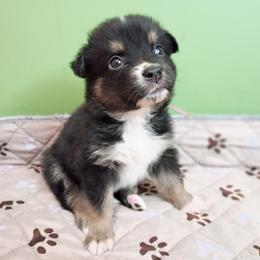 Dolly (pink collar) - Black tri-color female Australian Shepherd puppy in Okeechobee, Florida from Rothsolid Aussies