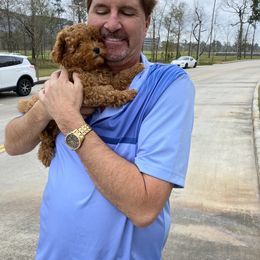Goldendoodle Puppies from Labradoodleday
