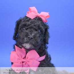 Lady Agatha - pink collar - Black female Bernedoodle puppy in Lexington, North Carolina from Deborah’s Doodles