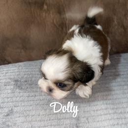 Dolly - Brindle and white female Shih Tzu puppy in Bauxite, Arkansas from TnT Shih Tzu