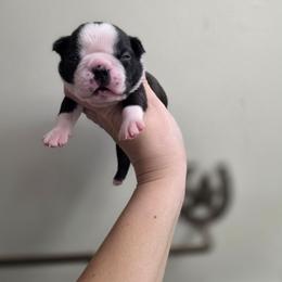 Astro - Black brindle and white male Boston Terrier puppy in Billings, Missouri from Azaleas Euro Boxers & Boston Terriers