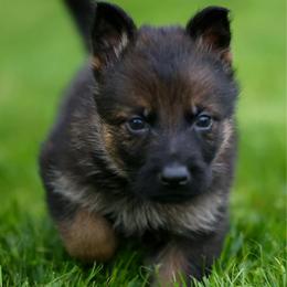 Gray Collar - Sable male German Shepherd puppy in Prospect, Connecticut from Di Massimo Canile