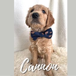 Cannon - Goldendoodle puppy in Conway, New Hampshire from Arbor Grace Doodles