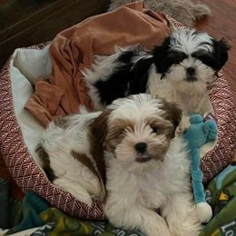 Shihpoo and Shih Tzu Puppies from Fuller Shih Tzus