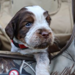 English Springer Spaniel Puppies from White Pine Springer Spaniels