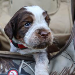 English Springer Spaniel Puppies from White Pine Springer Spaniels