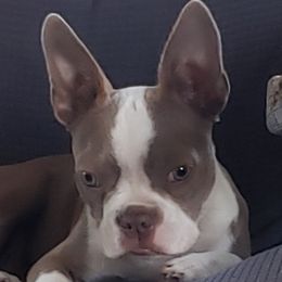 Fancy - Boston Terrier