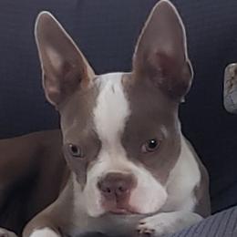 Fancy - Boston Terrier
